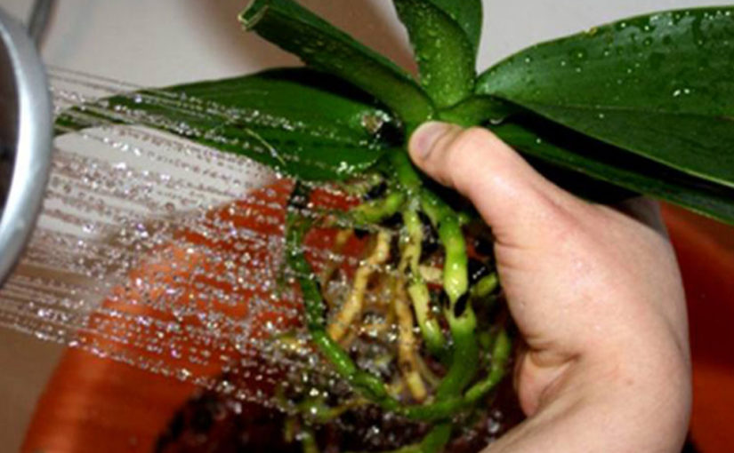 Как пересаживать орхидею (фаленопсис)